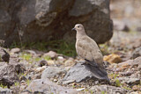 Image. Black-winged Ground Dove