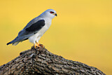 Image. Black-winged Kite