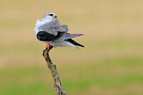 Image. Black-winged Kite