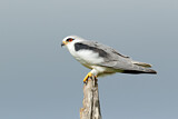 Image. Black-winged Kite