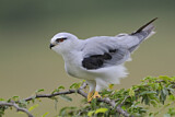 Image. Black-winged Kite