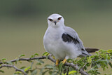 Image. Black-winged Kite