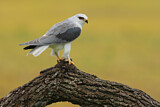 Image. Black-winged Kite