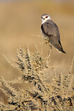 Image. Black-winged Kite