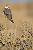 Image. Black-winged Kite