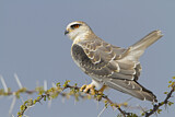 Image. Black-winged Kite