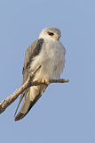 Image. Black-winged Kite
