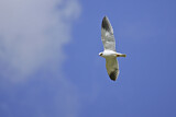 Image. Black-winged Kite