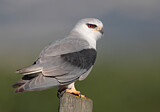 Image. Black-winged Kite