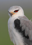 Image. Black-winged Kite
