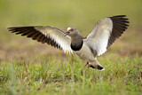Image. Black-winged Lapwing