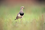 Image. Black-winged Lapwing