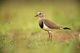 Image. Black-winged Lapwing