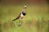 Image. Black-winged Lapwing