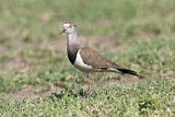 Image. Black-winged Lapwing