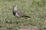 Image. Black-winged Lapwing