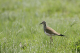 Image. Black-winged Lapwing