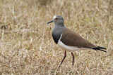 Image. Black-winged Lapwing