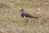 Image. Black-winged Lapwing