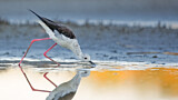 Image. Black-winged Stilt