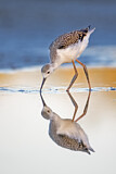 Image. Black-winged Stilt