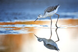 Image. Black-winged Stilt
