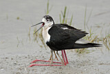 Image. Black-winged Stilt