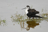 Image. Black-winged Stilt