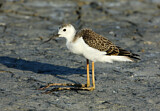 Image. Black-winged Stilt