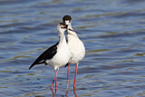 Image. Black-winged Stilt