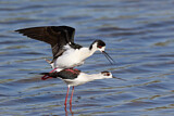 Image. Black-winged Stilt