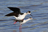 Image. Black-winged Stilt