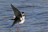 Image. Black-winged Stilt