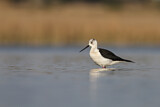 Image. Black-winged Stilt