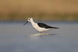 Image. Black-winged Stilt