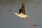 Image. Black-winged Stilt