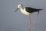 Image. Black-winged Stilt