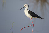 Image. Black-winged Stilt