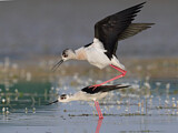 Image. Black-winged Stilt
