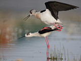 Image. Black-winged Stilt