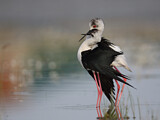 Image. Black-winged Stilt