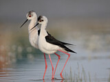 Image. Black-winged Stilt