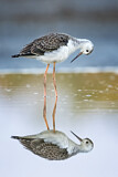 Image. Black-winged Stilt