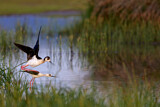 Image. Black-winged Stilt