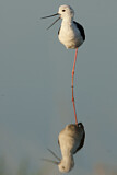 Image. Black-winged Stilt
