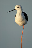 Image. Black-winged Stilt
