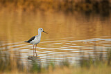 Image. Black-winged Stilt