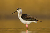 Image. Black-winged Stilt