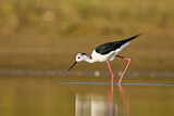 Image. Black-winged Stilt