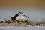 Image. Black-winged Stilt